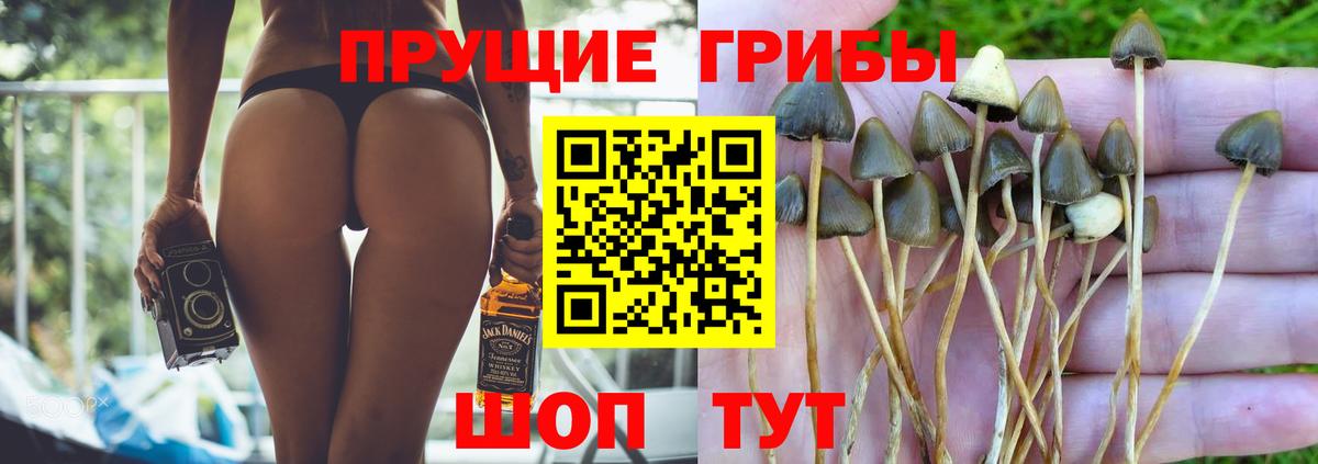 Псилоцибиновые грибы Magic Shrooms  Вход с VPN  Северобайкальск  Псилоцибиновые грибы прущие грибы 